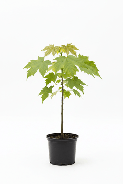 Platanus x acerifolia Londra Çınarı Fidanı 2 Yaş - Bahçevilya