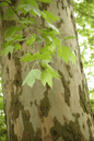 Platanus x acerifolia Londra Çınarı Fidanı 2 Yaş - Bahçevilya