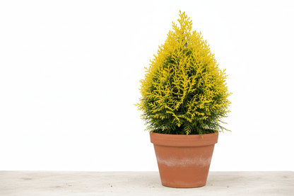 Platycladus Orientalis Nana Aurea - Altın Sarısı Cüce Mazı - Bahçevilya