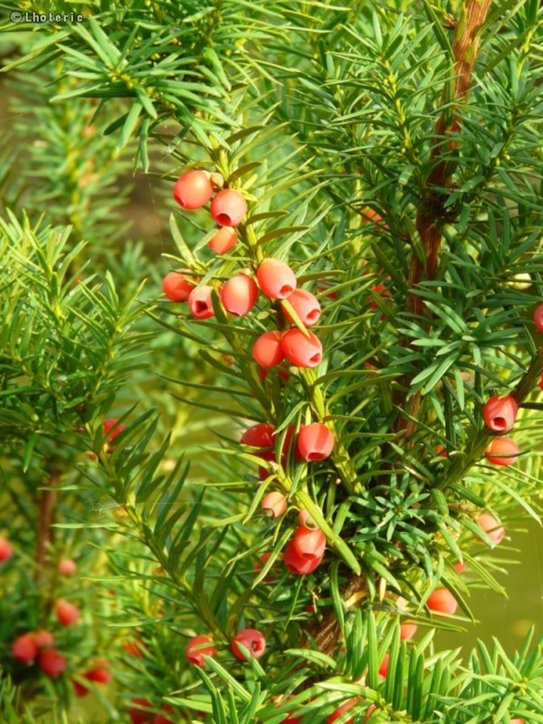 Porsuk Çamı fidanı 30 - 50 cm boy Taxus baccata - Bahçevilya
