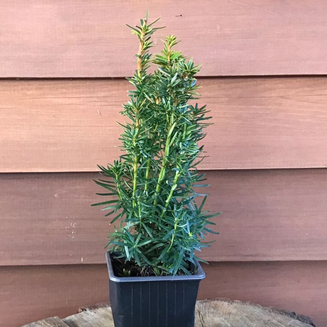 Porsuk Çamı fidanı 30 - 50 cm boy Taxus baccata - Bahçevilya