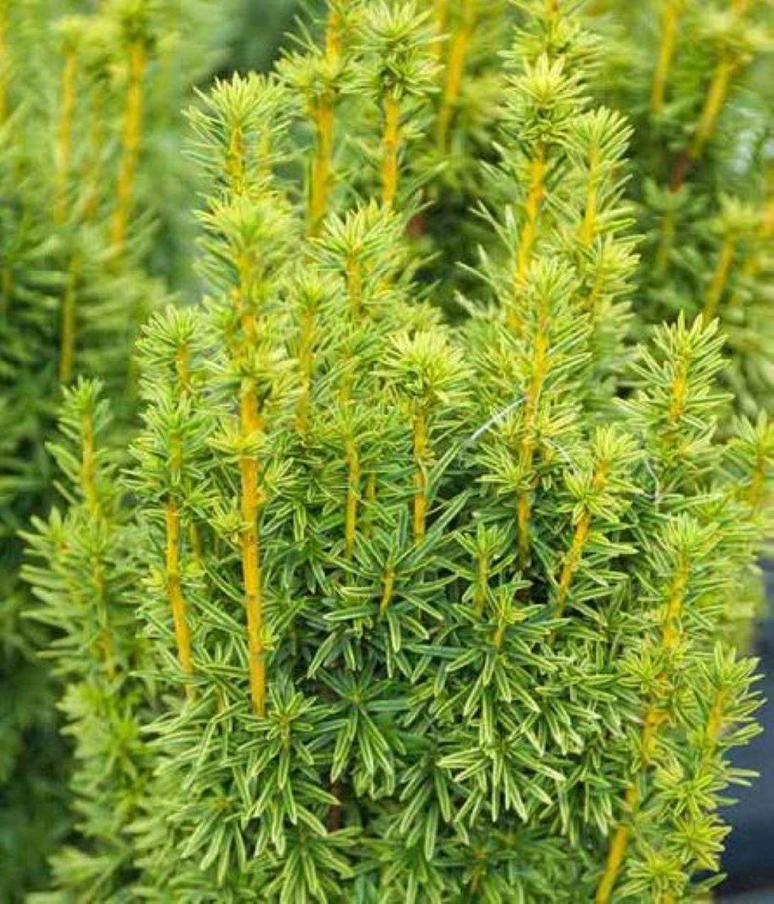 Porsuk Çamı fidanı 30 - 50 cm boy Taxus baccata - Bahçevilya
