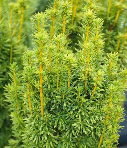 Porsuk Çamı fidanı 30 - 50 cm boy Taxus baccata - Bahçevilya