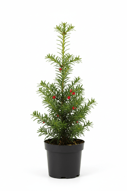 Porsuk Çamı fidanı 30-50 cm boy Taxus baccata - Bahçevilya