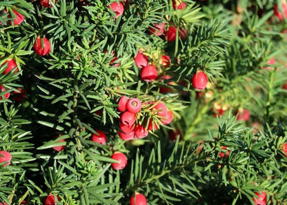 Porsuk Çamı fidanı 30 - 50 cm boy Taxus baccata - Bahçevilya