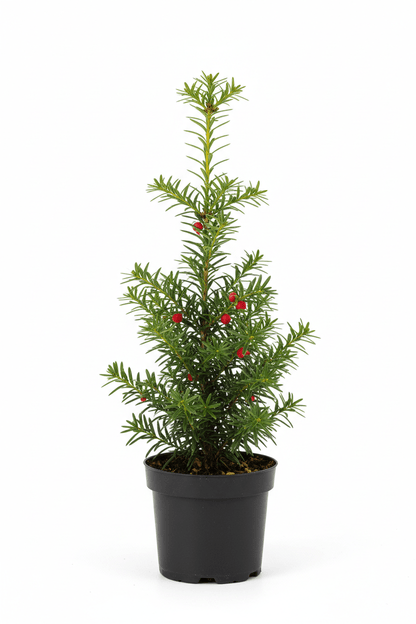 Porsuk Çamı fidanı 30 - 50 cm boy Taxus baccata - Bahçevilya