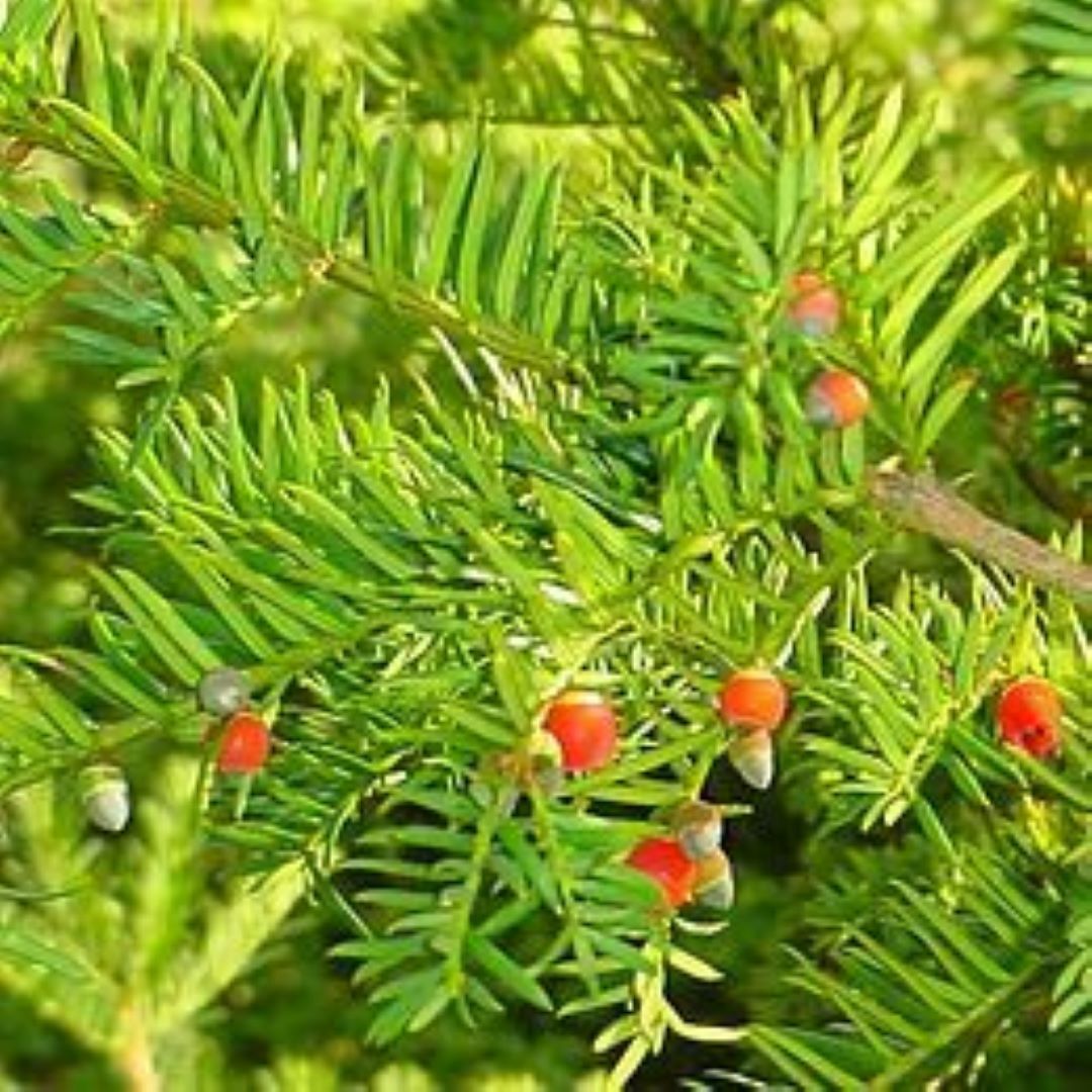 Porsuk Çamı fidanı 30 - 50 cm boy Taxus baccata - Bahçevilya
