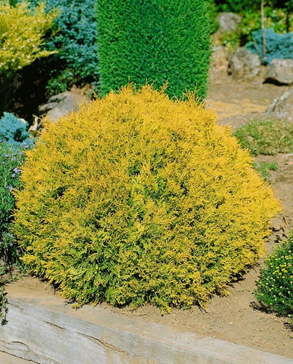 Bahçevilya Raingold Mazı fidanı [Thuja occidentalis 'Rheingold] 1-2 Yaş arası tüplü - Bahçevilya 
