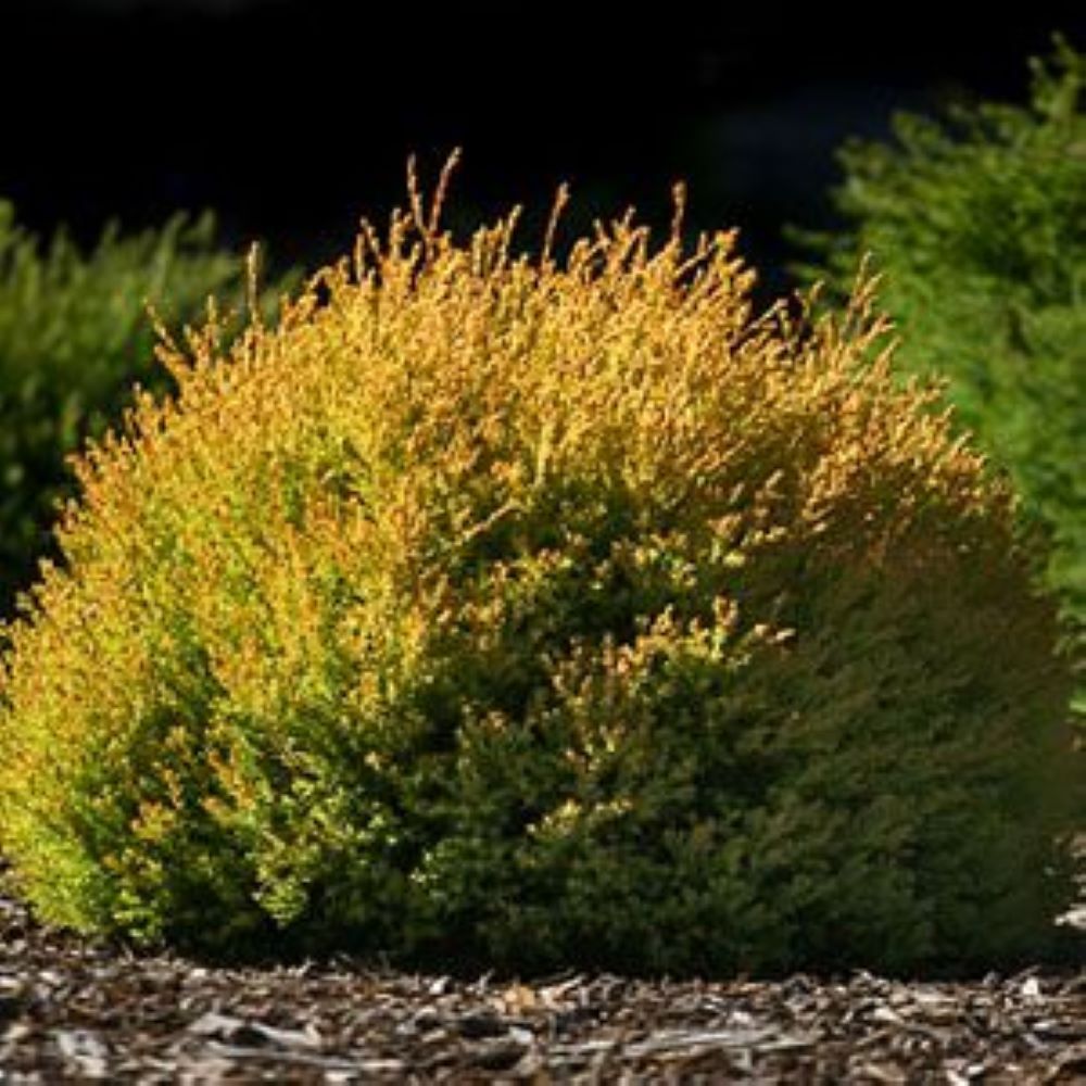 Bahçevilya Raingold Mazı fidanı [Thuja occidentalis 'Rheingold] 1-2 Yaş arası tüplü - Bahçevilya 
