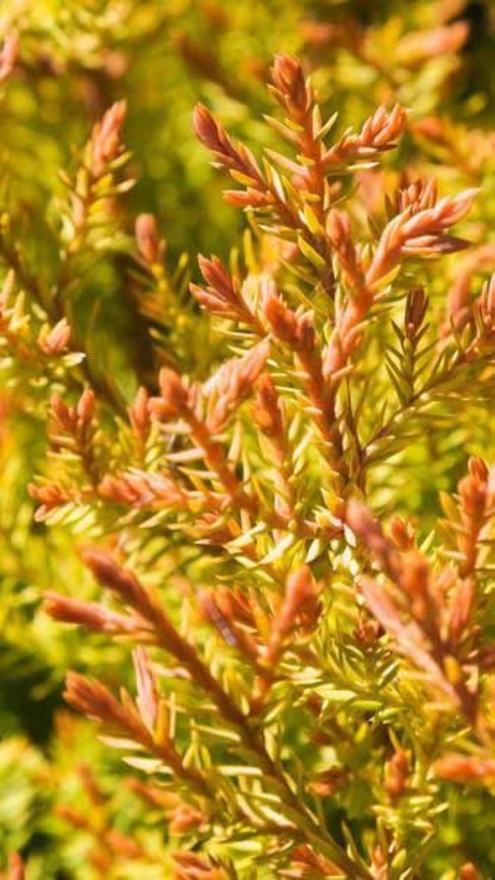 Bahçevilya Raingold Mazı fidanı [Thuja occidentalis 'Rheingold] 1-2 Yaş arası tüplü - Bahçevilya 