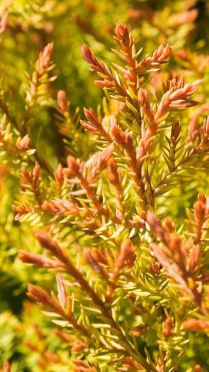 Bahçevilya Raingold Mazı fidanı [Thuja occidentalis 'Rheingold] 1-2 Yaş arası tüplü - Bahçevilya 