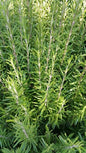 Bahçevilya Saksılı Biberiye (Rosmarinus officinalis) 1 yaşında saksılı - Bahçevilya 