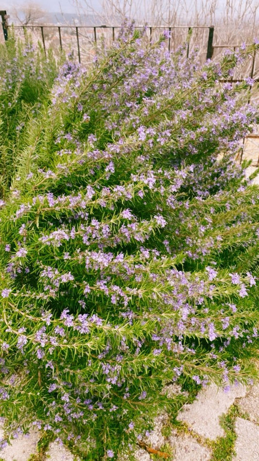 Bahçevilya Saksılı Biberiye (Rosmarinus officinalis) 1 yaşında saksılı - Bahçevilya 
