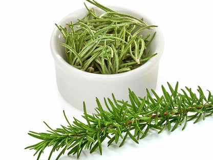 Bahçevilya Saksılı Biberiye (Rosmarinus officinalis) 1 yaşında saksılı - Bahçevilya 