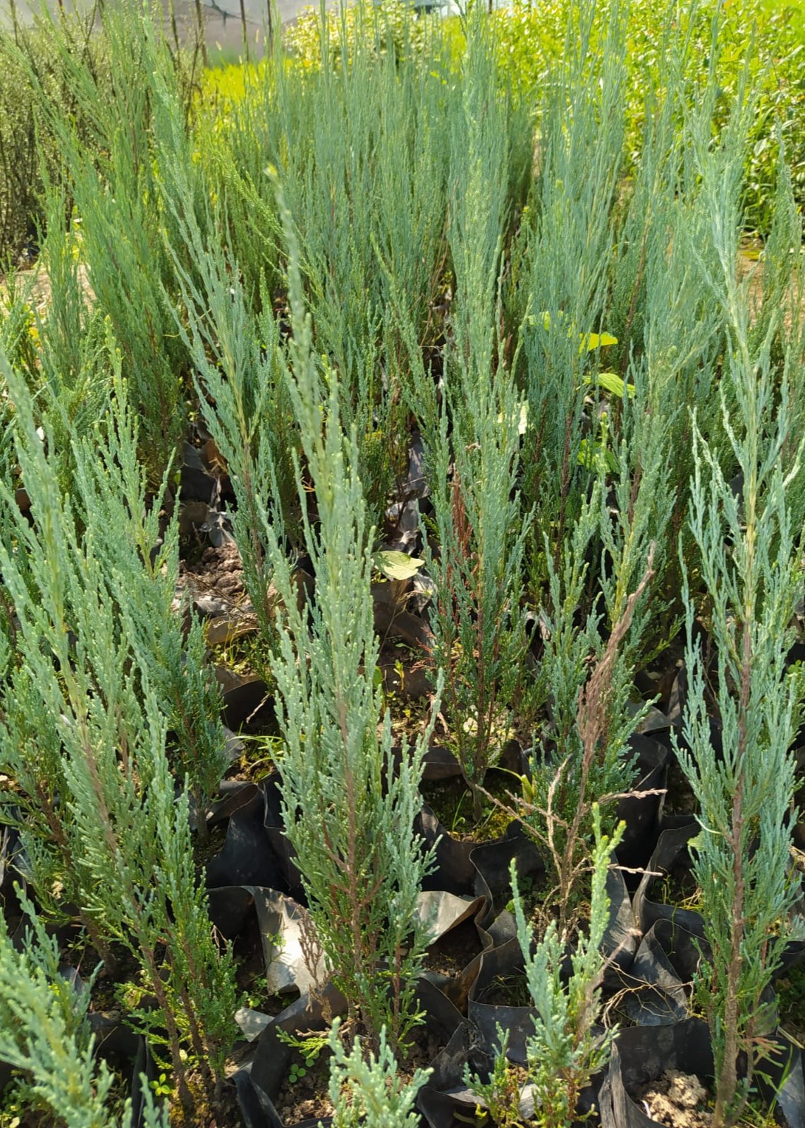 Bahçevilya Roket Ardıç Fidanı 20-30 Cm [Juniperus Virginiana Skyroket] 1-2 yaş arası tüplü - Bahçevilya 