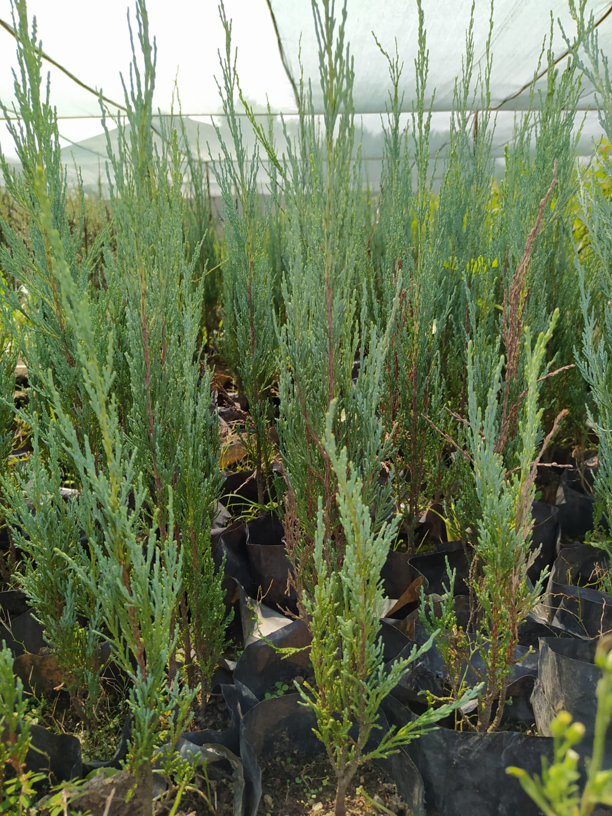 Bahçevilya Roket Ardıç Fidanı 20-30 Cm [Juniperus Virginiana Skyroket] 1-2 yaş arası tüplü - Bahçevilya 