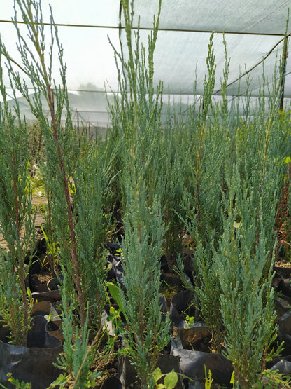 Bahçevilya Roket Ardıç Fidanı 20-30 Cm [Juniperus Virginiana Skyroket] 1-2 yaş arası tüplü - Bahçevilya 