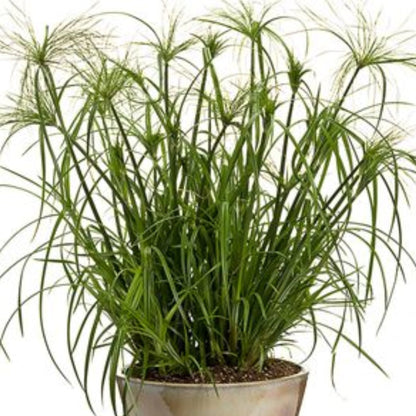 Saksılı Japon Şemsiyesi Bitkisi (2 Yaş) 1Adet - Bahçevilya