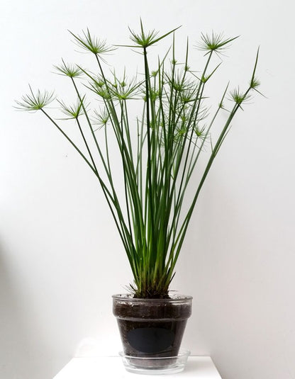 Saksılı Japon Şemsiyesi Bitkisi (2 Yaş) 1Adet - Bahçevilya