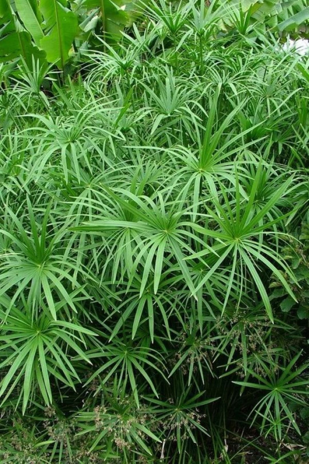 Saksılı Japon Şemsiyesi Bitkisi (2 Yaş) 1Adet - Bahçevilya