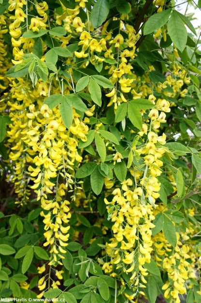 Sarı Salkım Fidanı (Laburnum anagyroides) 1-2 yaş