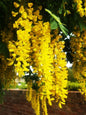 Sarı Salkım Fidanı (Laburnum anagyroides) 1-2 yaş