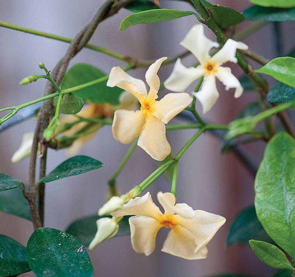 Sarı Çiçekli Sarmaşık Yasemin "Star Of Toscane" 1 - 2 Yaş Arası Tüplü - Bahçevilya