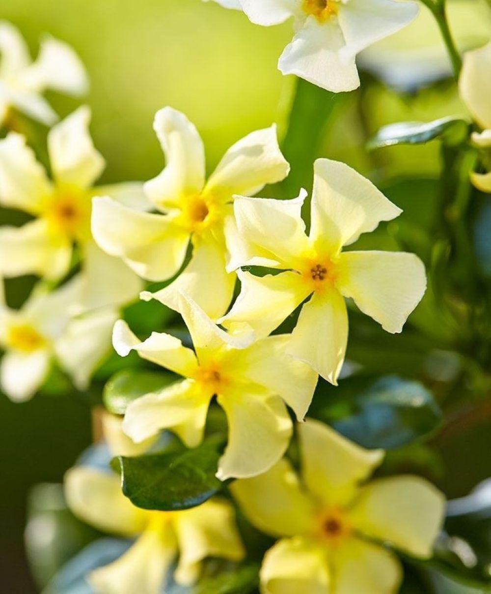 Sarı Çiçekli Sarmaşık Yasemin "Star Of Toscane" 1 - 2 Yaş Arası Tüplü - Bahçevilya
