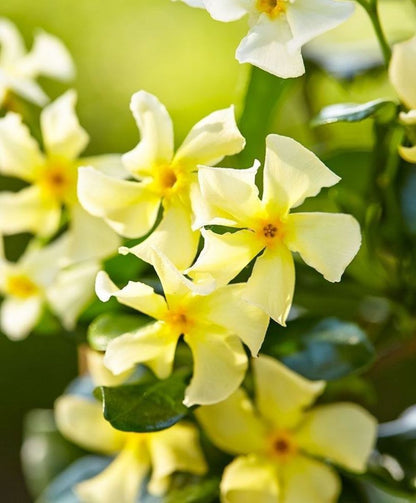 Sarı Çiçekli Sarmaşık Yasemin "Star Of Toscane" 1 - 2 Yaş Arası Tüplü - Bahçevilya