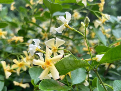 Sarı Çiçekli Sarmaşık Yasemin "Star Of Toscane" 1 - 2 Yaş Arası Tüplü - Bahçevilya