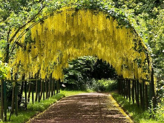 Sarı Salkım Fidanı (Laburnum anagyroides) 1 - 2 yaş - Bahçevilya