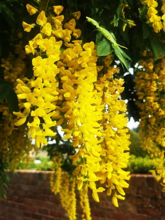 Sarı Salkım Fidanı (Laburnum anagyroides) 1 - 2 yaş - Bahçevilya