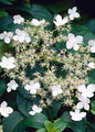 Bahçevilya Sarmaşık Ortanca (Hydrangea petiolaris) Fidanı 1-2 yaş arası saksılı - Bahçevilya 