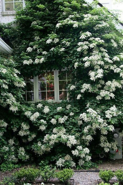 Bahçevilya Sarmaşık Ortanca (Hydrangea petiolaris) Fidanı 1-2 yaş arası saksılı - Bahçevilya 