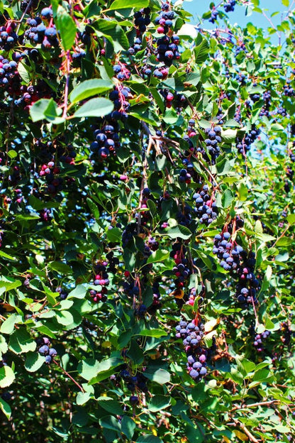 Saskatoonberry meyve fidanı 1 - 2 yaş arası saksılı 30 - 60 cm boylarda - Bahçevilya