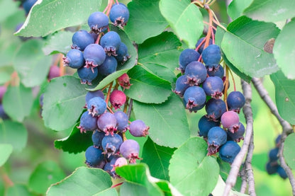 Saskatoonberry meyve fidanı 1 - 2 yaş arası saksılı 30 - 60 cm boylarda - Bahçevilya