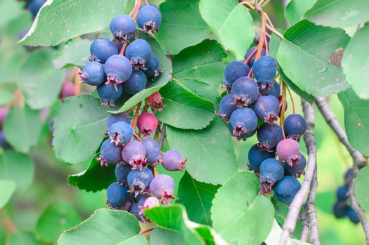 Saskatoonberry meyve fidanı 1 - 2 yaş arası saksılı 30 - 60 cm boylarda - Bahçevilya