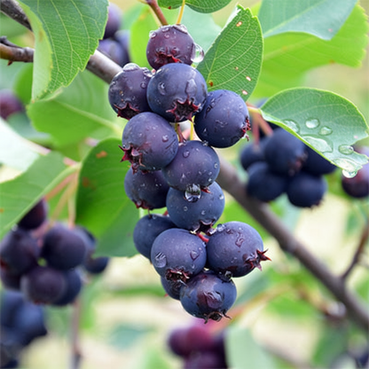 Saskatoonberry meyve fidanı 1 - 2 yaş arası saksılı 30 - 60 cm boylarda - Bahçevilya