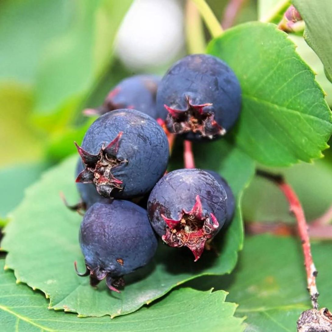 Saskatoonberry meyve fidanı 1 - 2 yaş arası saksılı 30 - 60 cm boylarda - Bahçevilya