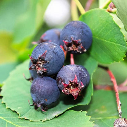 Saskatoonberry meyve fidanı 1 - 2 yaş arası saksılı 30 - 60 cm boylarda - Bahçevilya