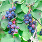 Saskatoonberry meyve fidanı 1-2 yaş arası saksılı 30-60 cm boylarda