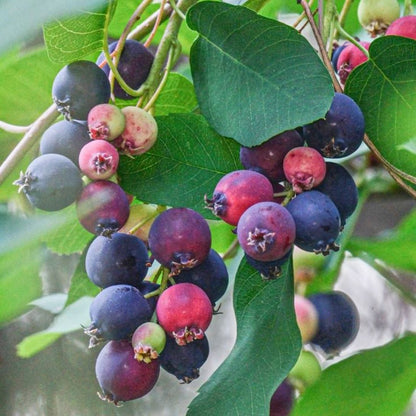 Saskatoonberry meyve fidanı 1-2 yaş arası saksılı 30-60 cm boylarda