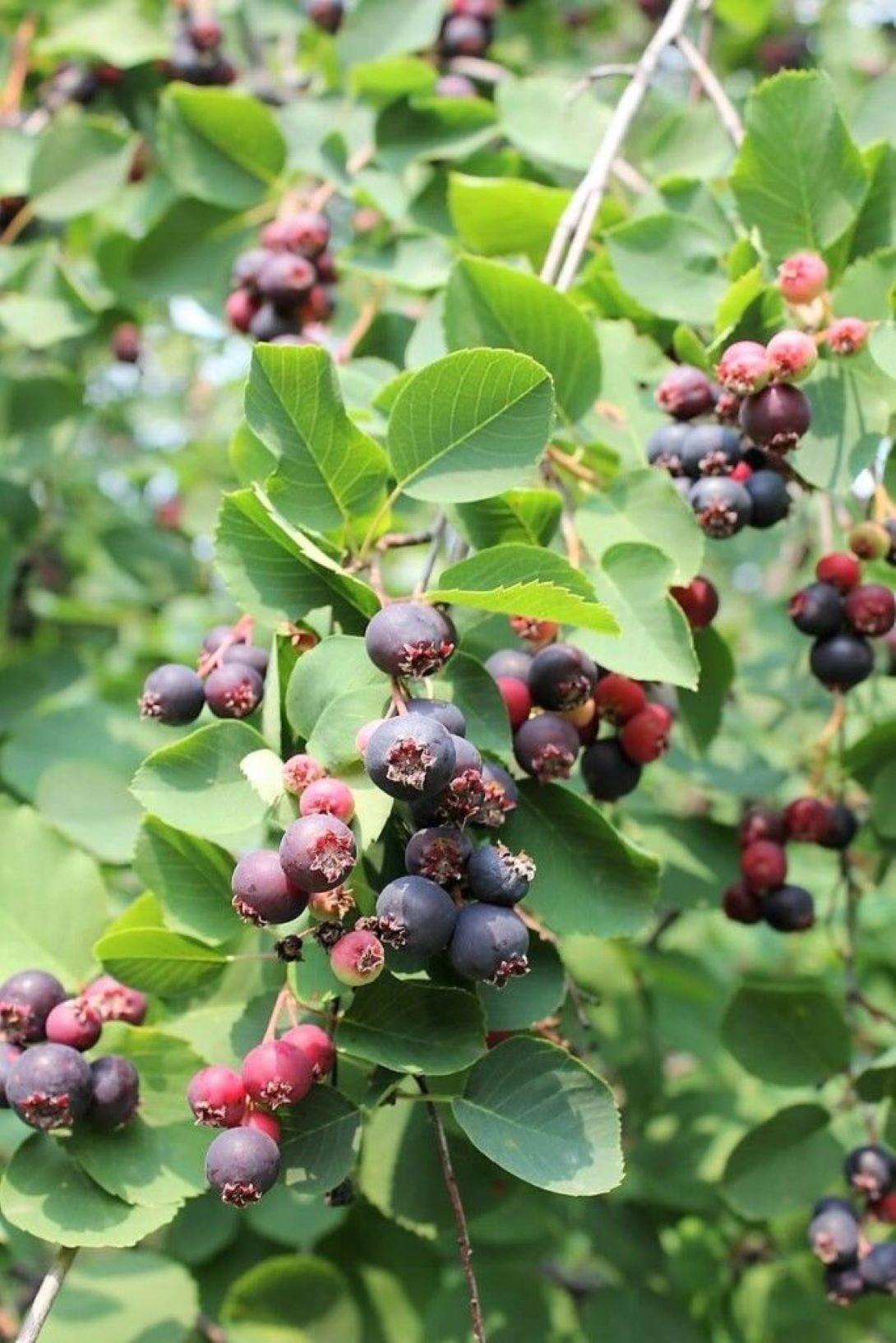 Saskatoonberry meyve fidanı 1-2 yaş arası saksılı 30-60 cm boylarda