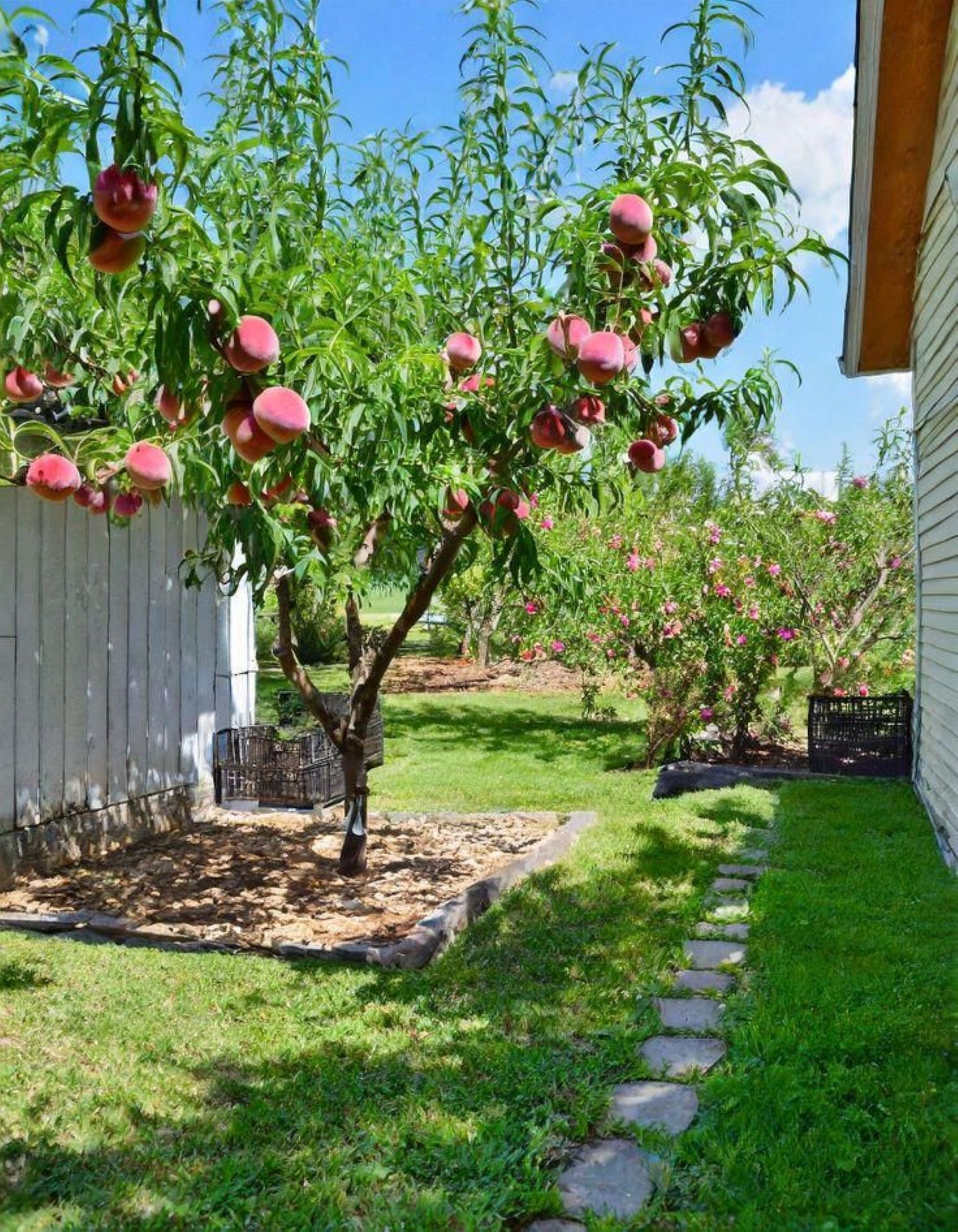 Bahçevilya Aşılı Şeftali fidanı 2 yaşında saksılı ve 80 cm üzeri