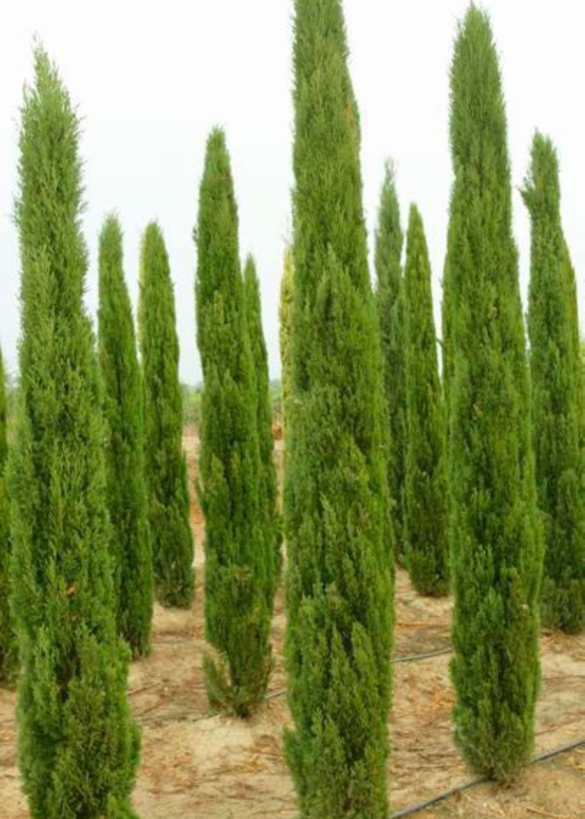 Bahçevilya 10 Adet Kara Selvi Fidanı, Çit Bitkisi 80-100 cm 1-2 yaş arası tüplü - Bahçevilya 