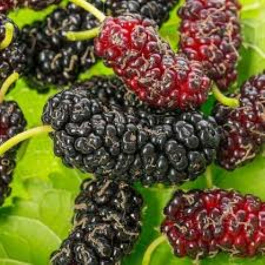 Siyah Dut Avusturalya Cins 60 - 100 cm 1 - 2 yaş arası - Bahçevilya