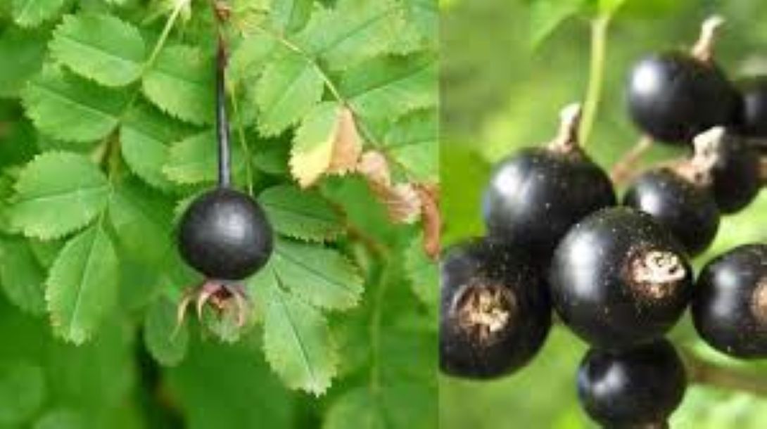 Siyah Kuşburnu Fidanı ((Rosa pimpinellifolia)2 yaş, 50–80 cm - Bahçevilya