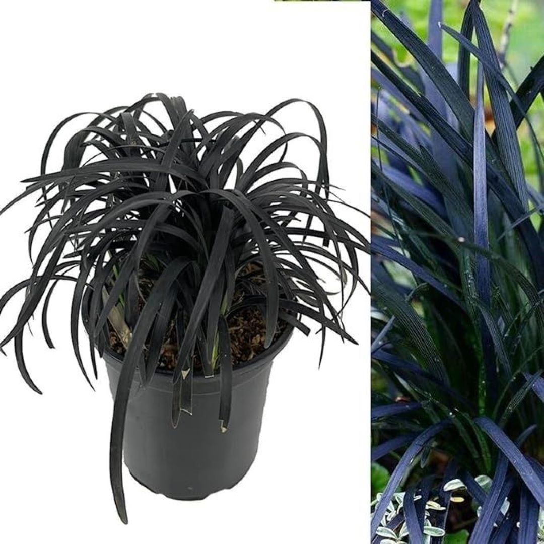 Bahçevilya Siyah Osmanlı çim [Ophiopogon Nigrescens] fidanı 1-2 yaş arası saksılı