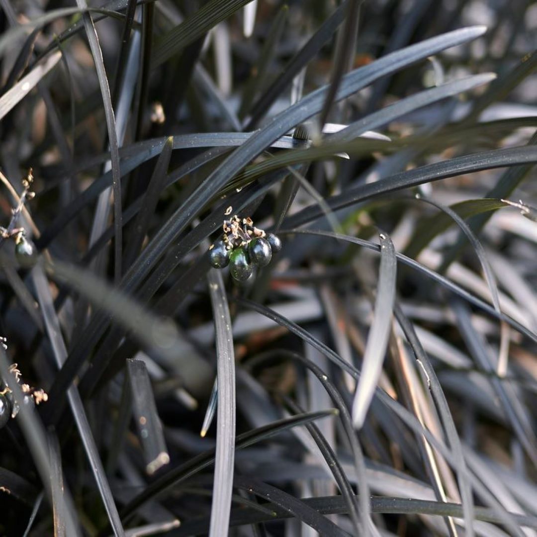 Bahçevilya Siyah Osmanlı çim [Ophiopogon Nigrescens] fidanı 1-2 yaş arası saksılı
