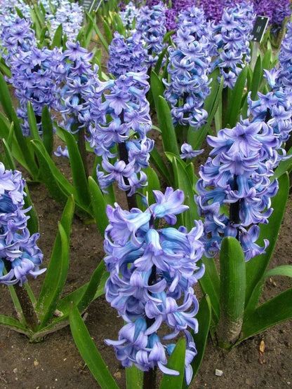 Bahçevilya Delft Blue Sümbül Soğanı – 5 Adet | Baharda Mavi ve Kokulu Çiçekler